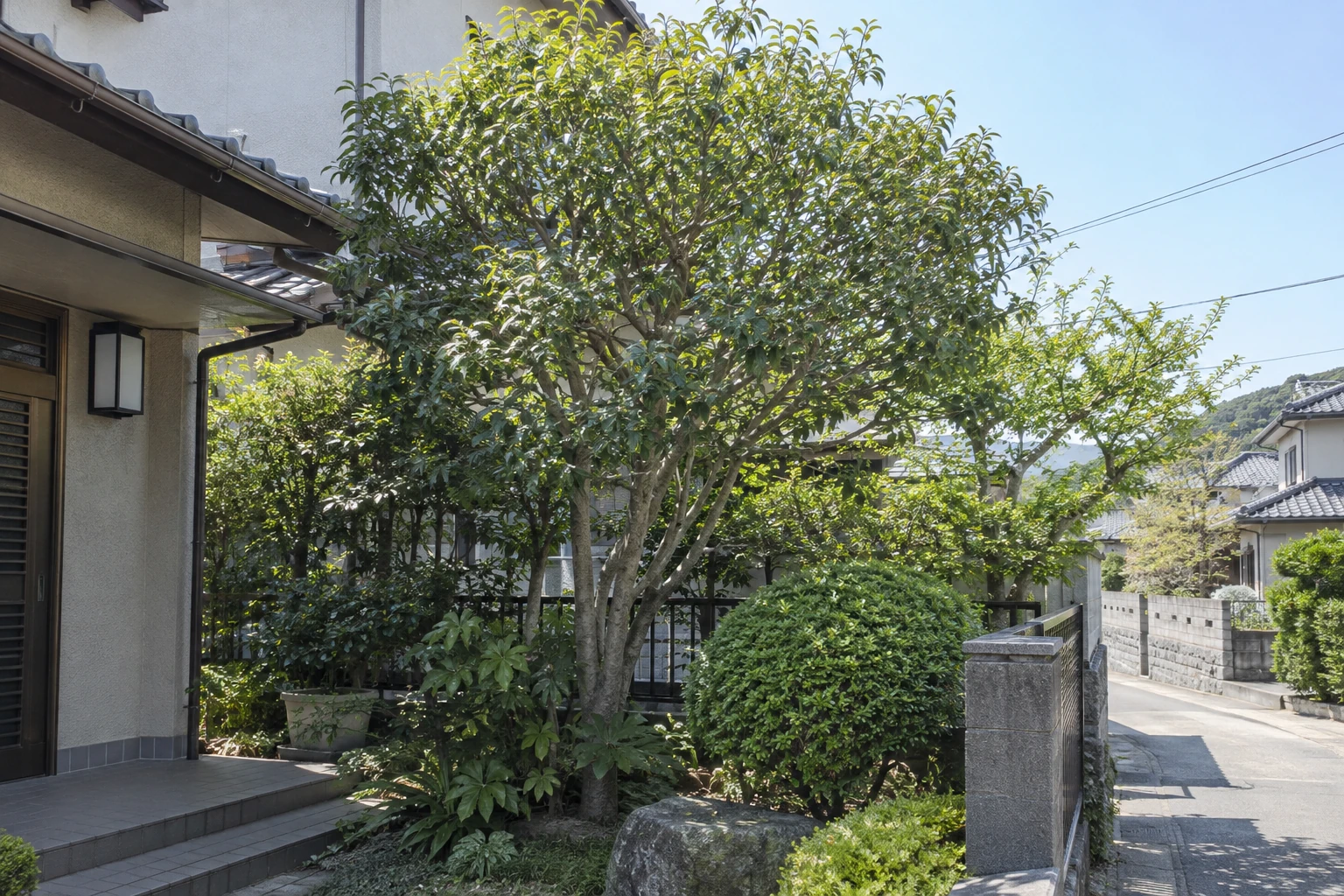 剪定したい枝と残したい部分を分けて伝える