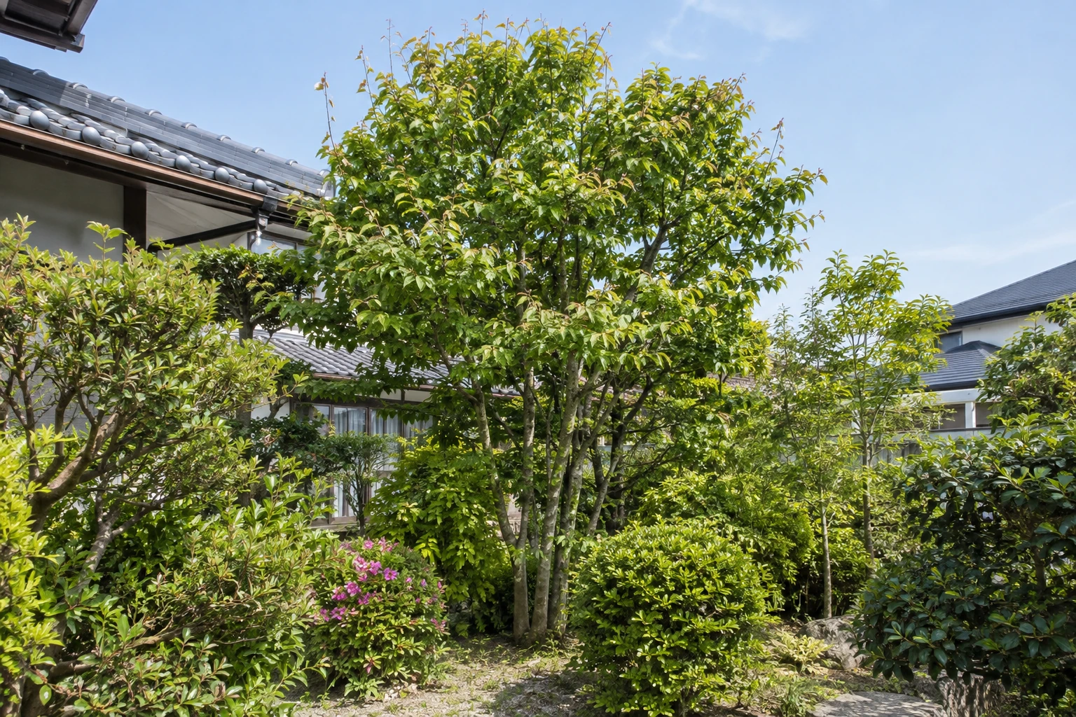 住宅の庭に立つ庭木の枝ぶり
