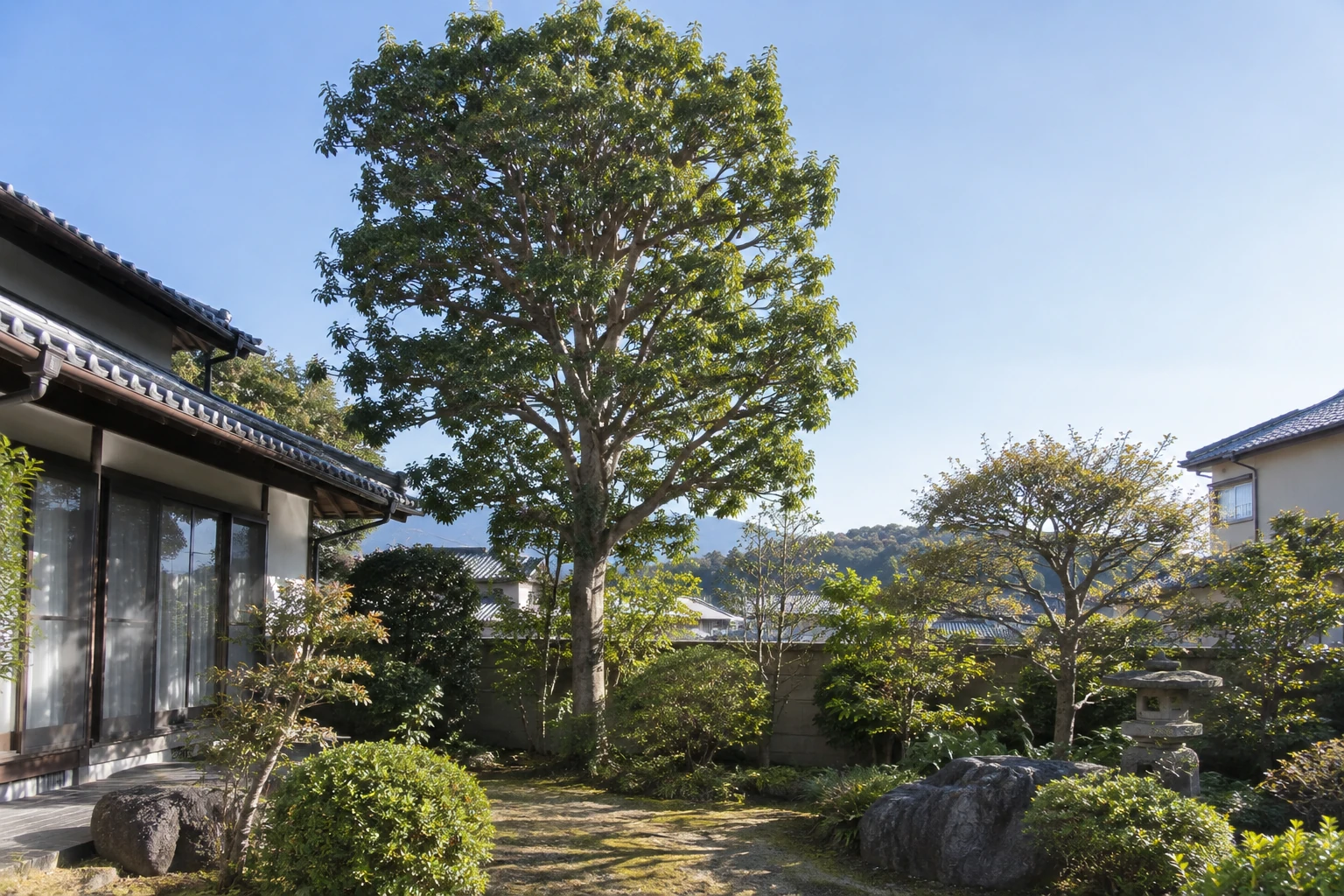 住宅の庭に立つ高木と周囲の空間