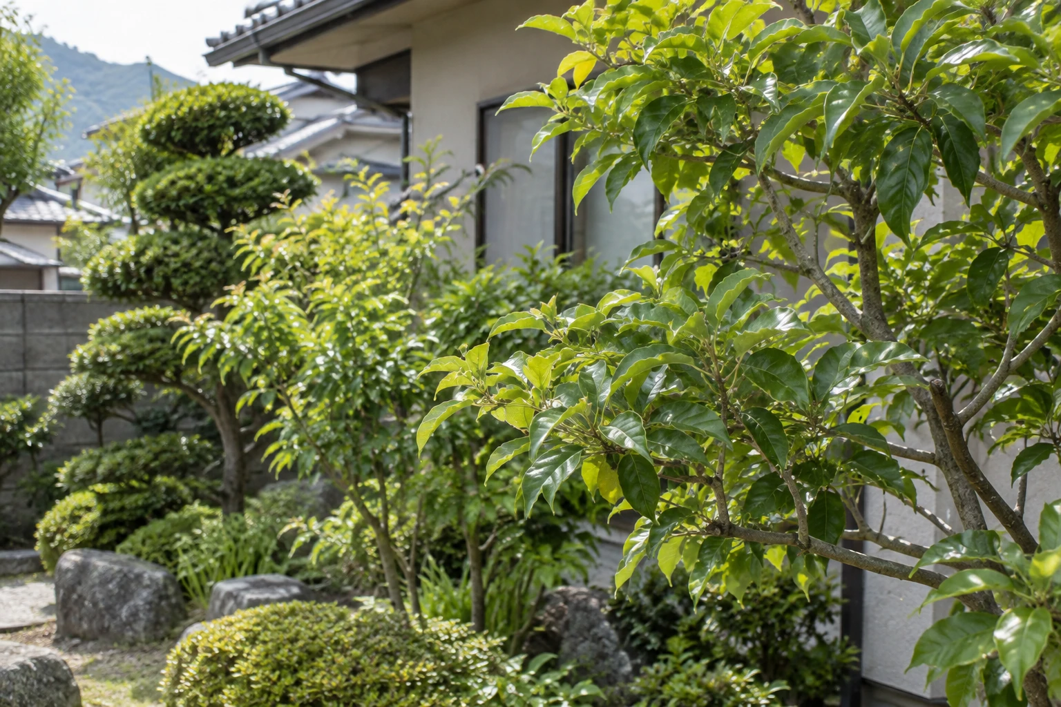 住宅の庭にある庭木の葉と枝