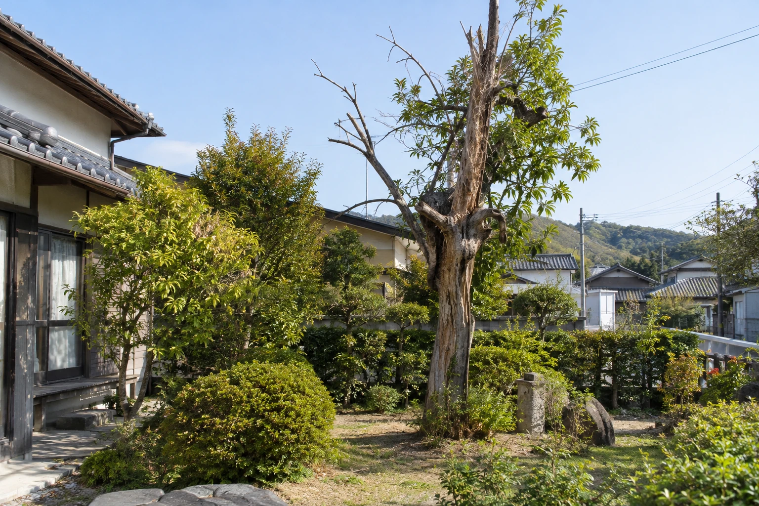 住宅の庭に立つ傷んだ木を離れた場所から見た様子