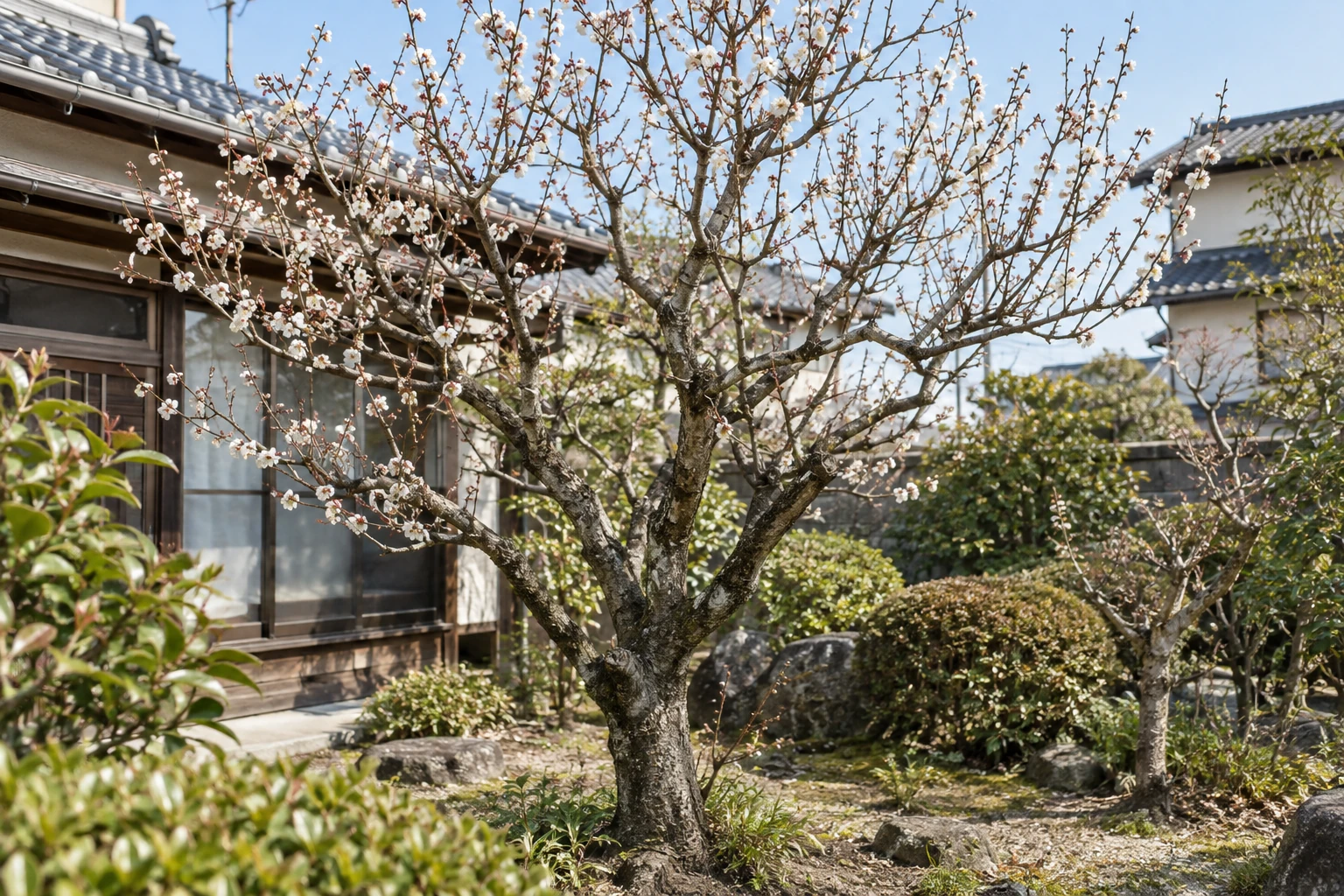 庭に植えられたウメの木の全体