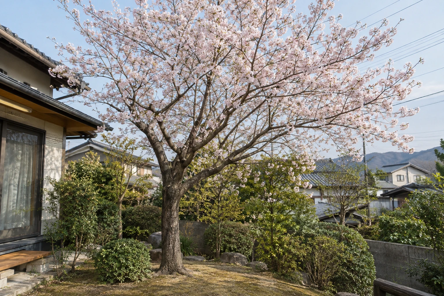 庭に立つサクラの木と枝の広がり