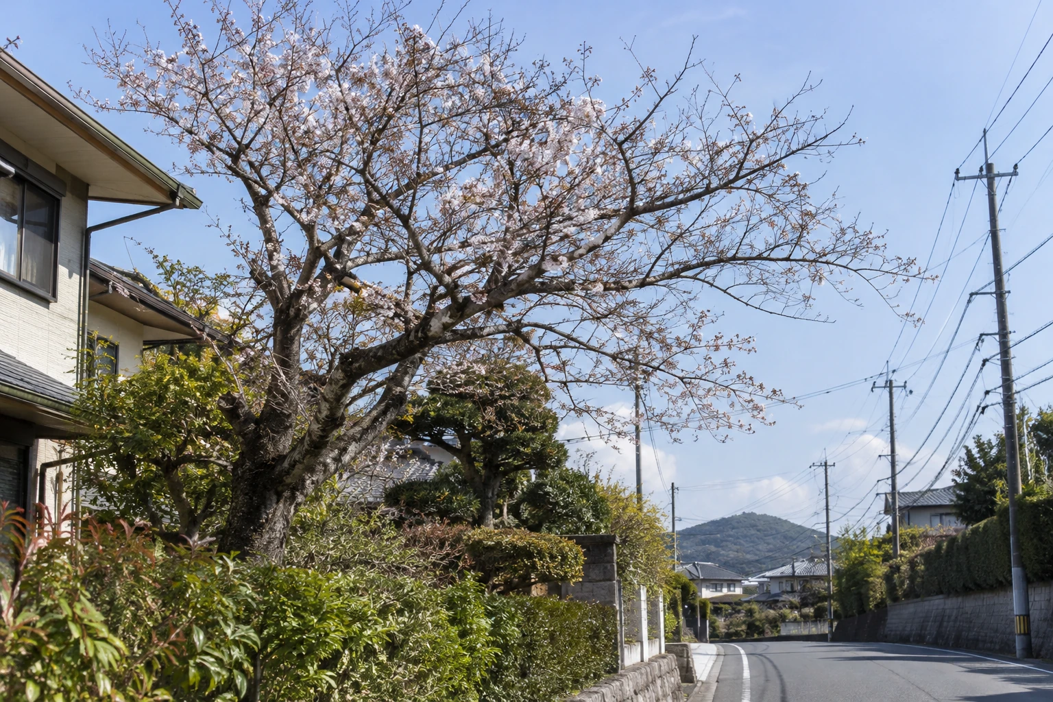 枝の枯れ・絡みと周囲との距離を地上から確認する