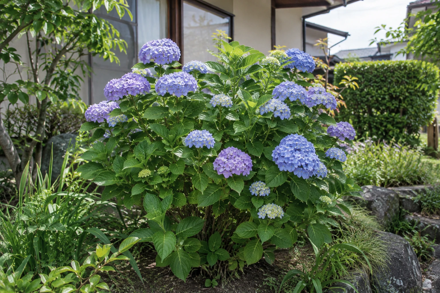 住宅の庭に植わるアジサイの株全体
