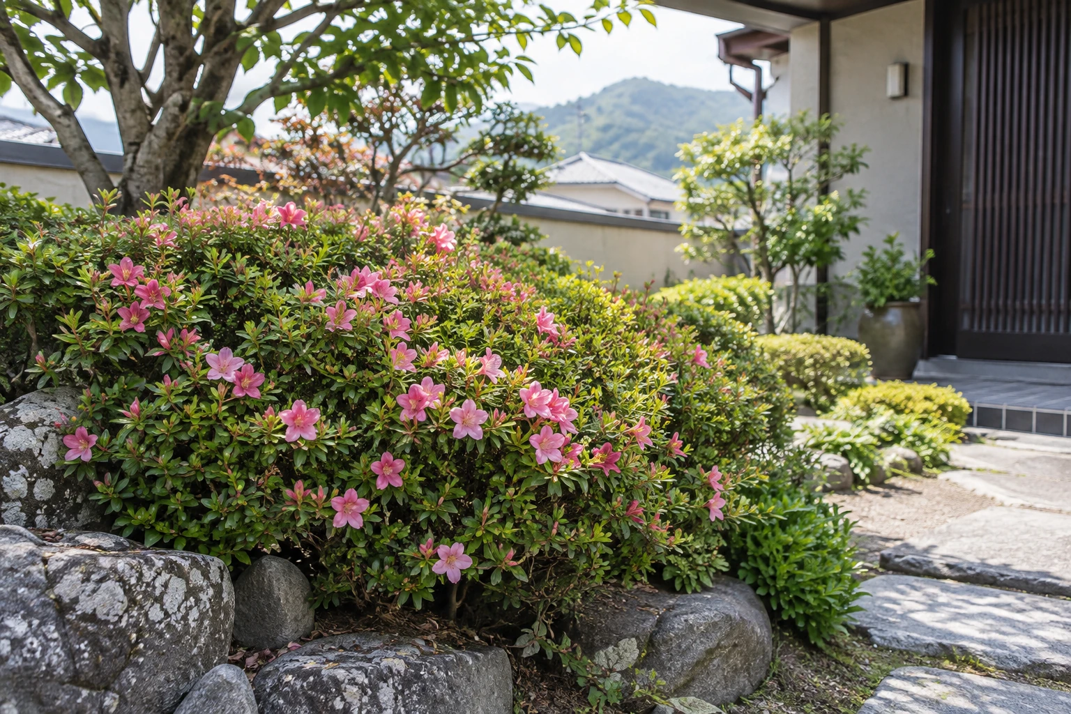 庭に植えられたサツキの低木全体