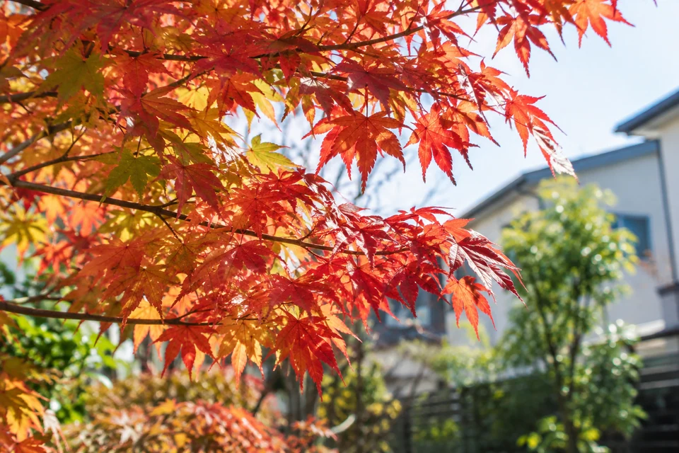 住宅の庭で楽しむ秋の植物のイメージ