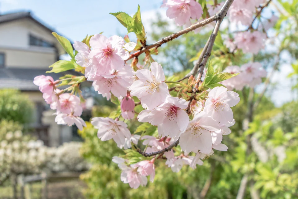 住宅の庭で楽しむ春の植物のイメージ