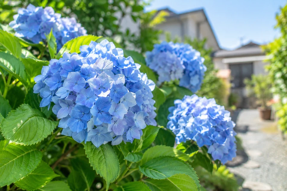 住宅の庭で楽しむ夏の植物のイメージ