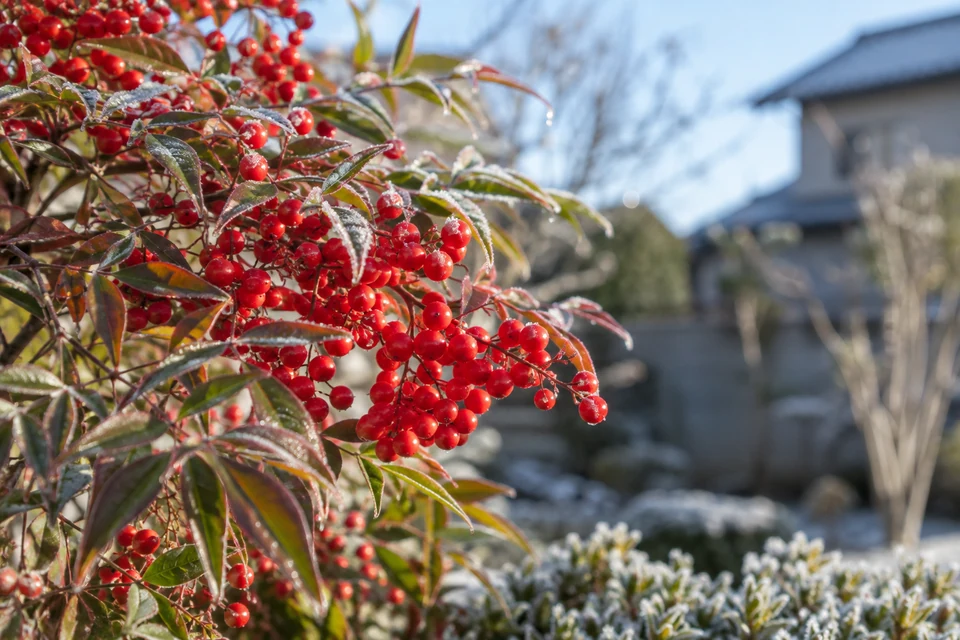 住宅の庭で楽しむ冬の植物のイメージ