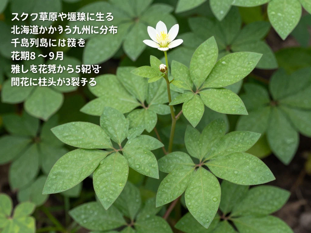 ツリガネニンジン