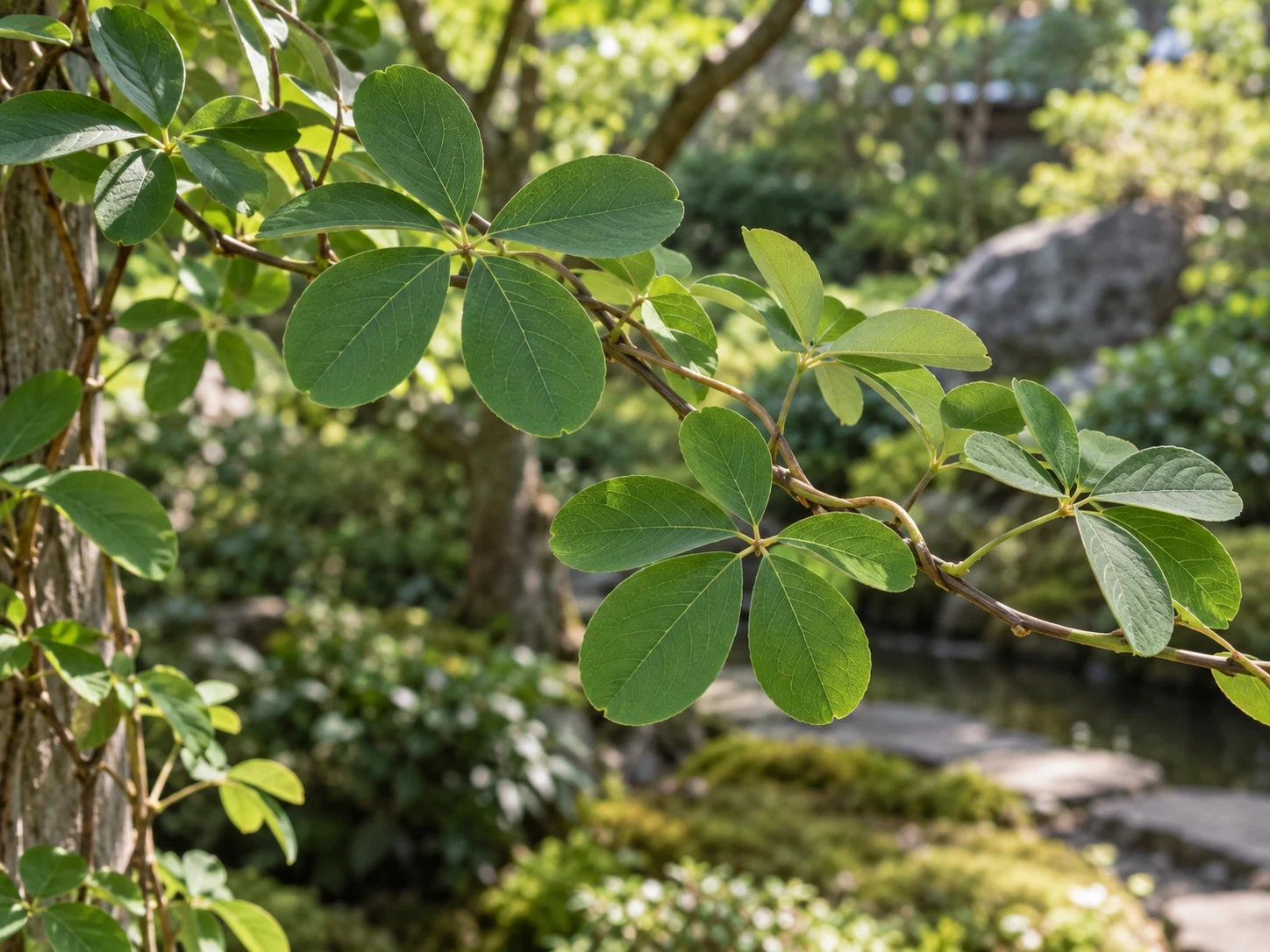 アケビ（木通）