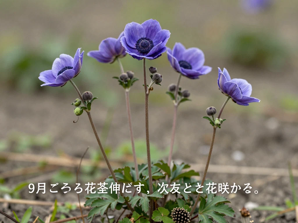 シュウメイギク
