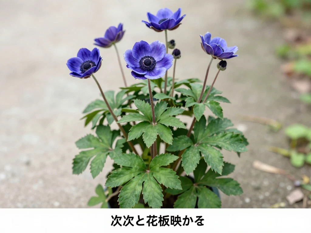 シュウメイギク