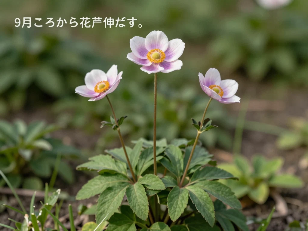 シュウメイギク