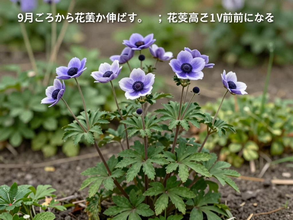 シュウメイギク