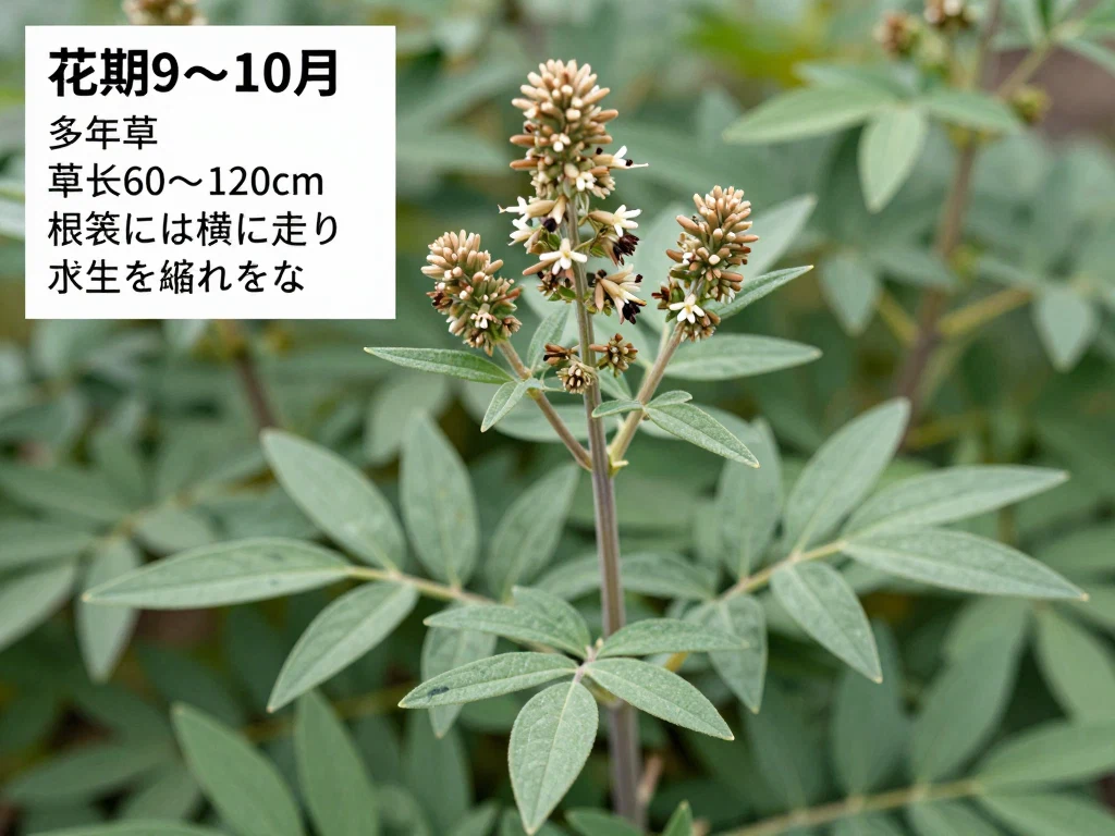 ヨモギ