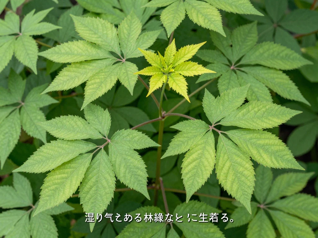 ヤマブキショウマ