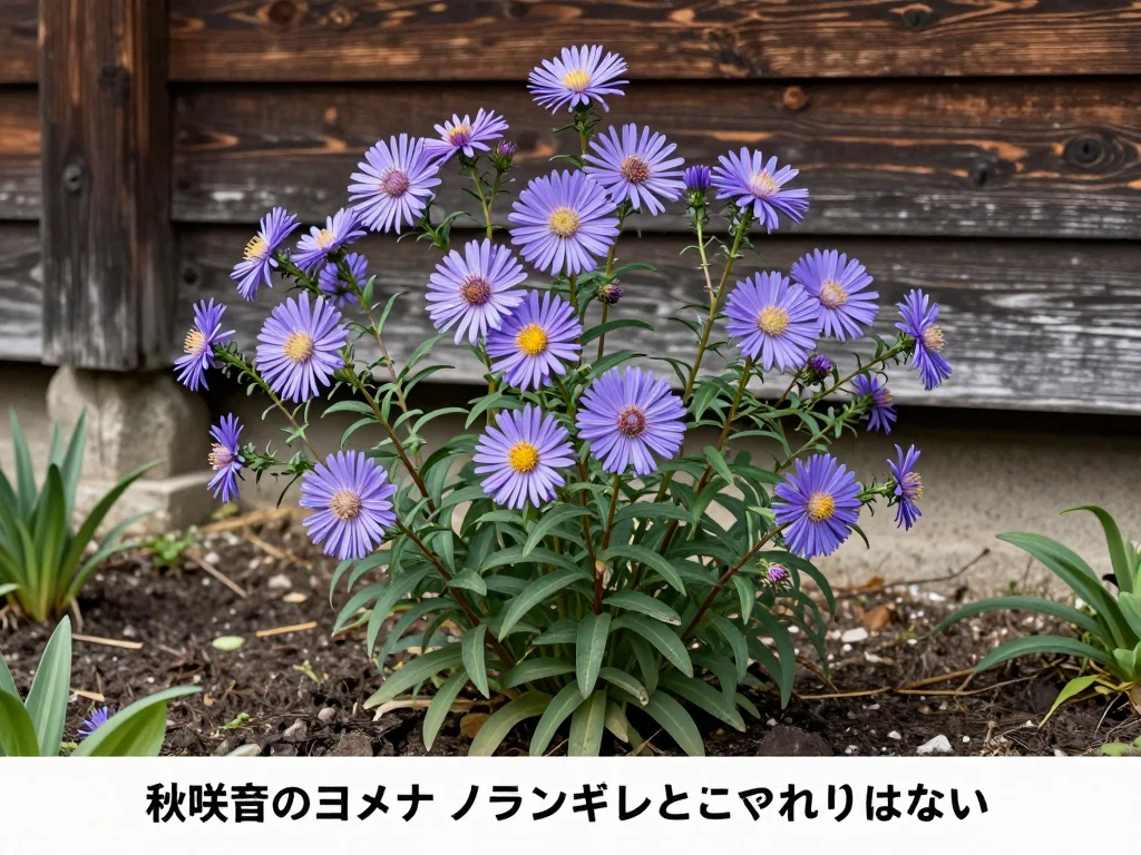 ミヤコワスレ