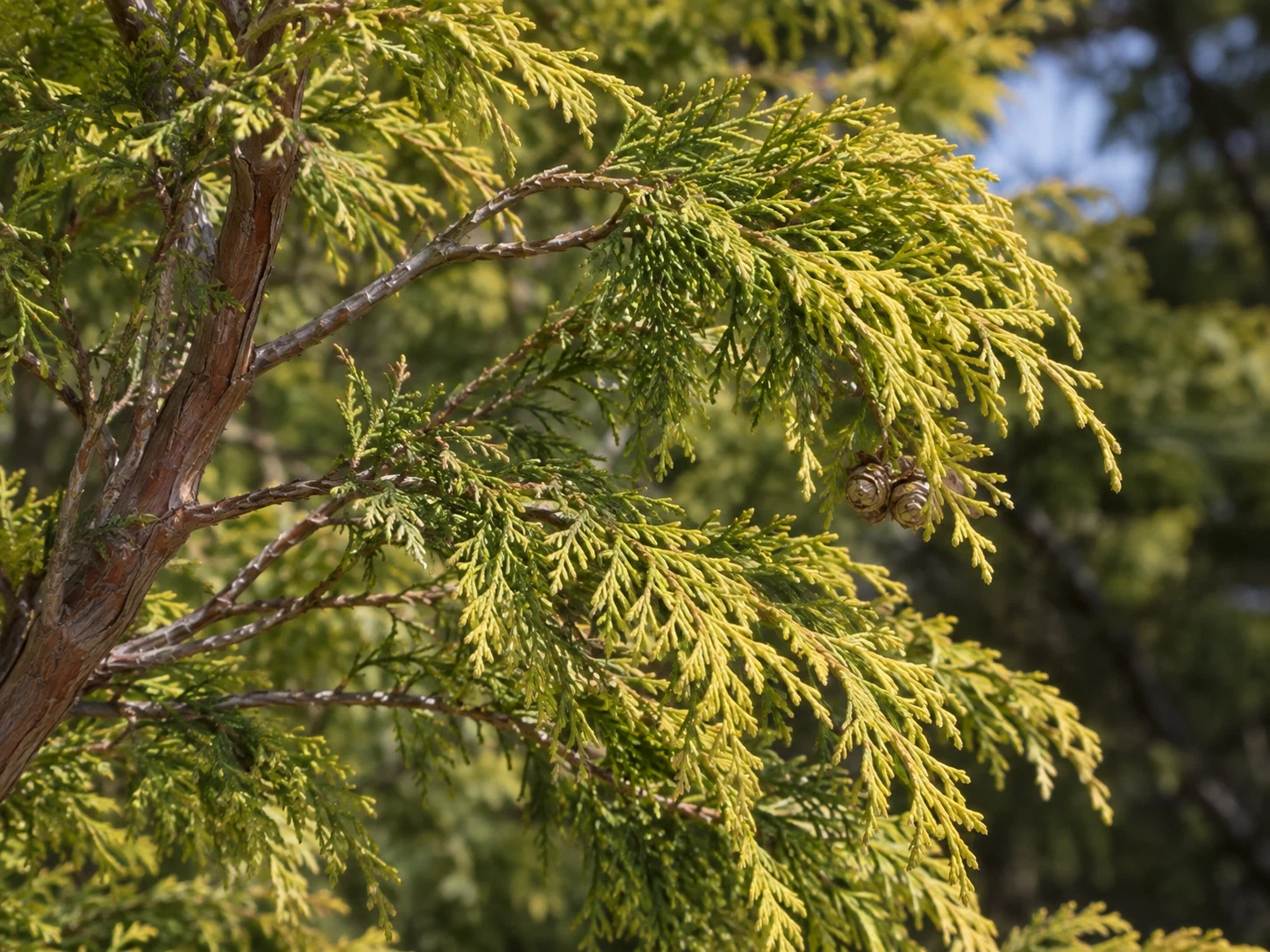 オウゴンヒヨクヒバ（フィリフェラオーレア）