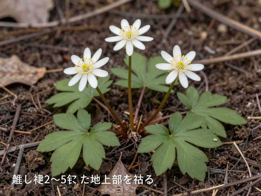 セツブンソウ