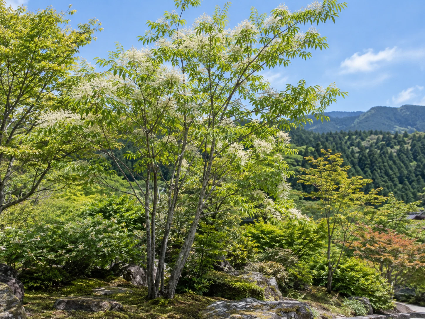 ヤマトアオダモ