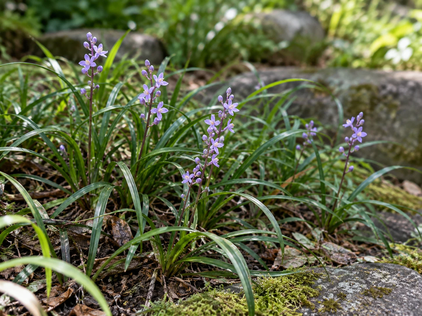 ヒメヤブラン