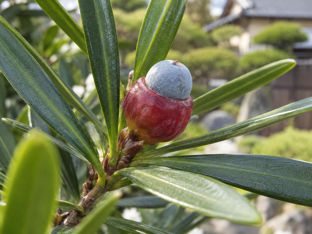 イヌマキ