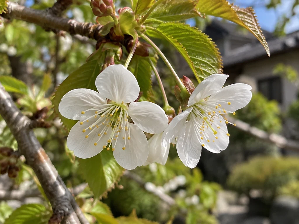 オウトウ（桜桃・サクランボ）