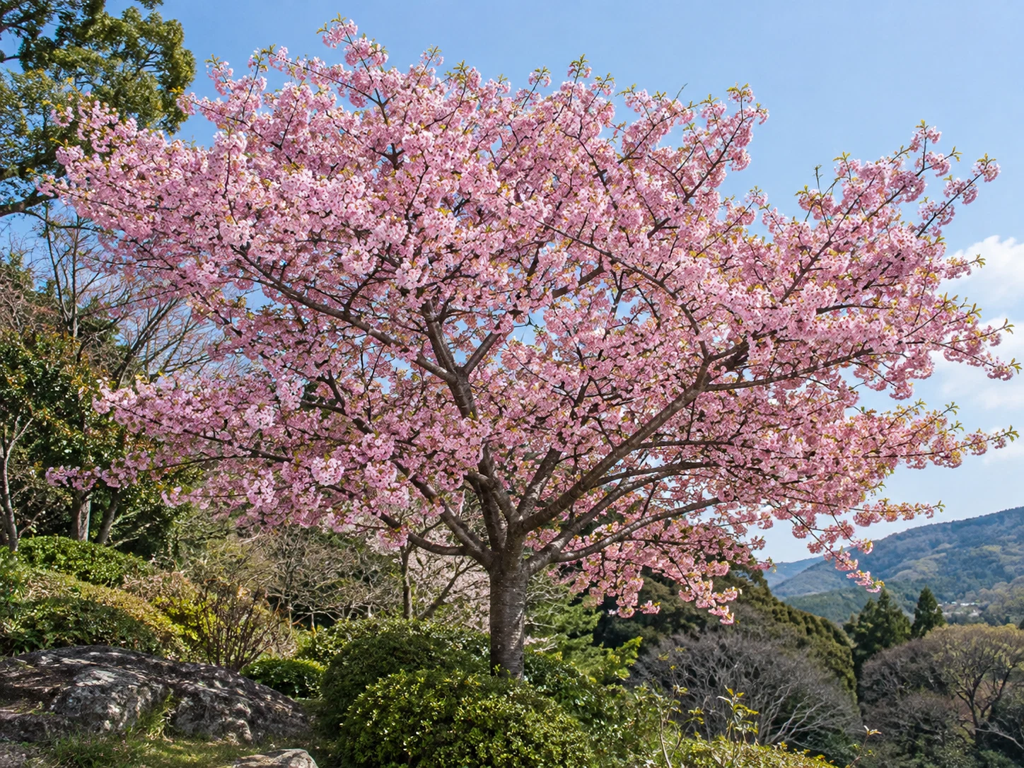 カワヅザクラ（河津桜）