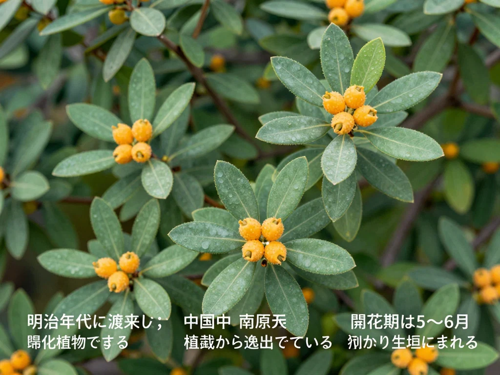 タチバナモドキ