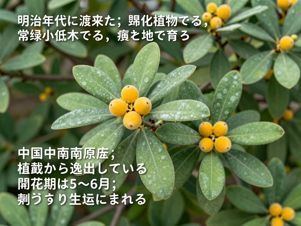 タチバナモドキ