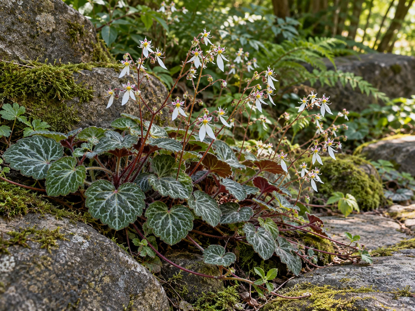 ユキノシタ