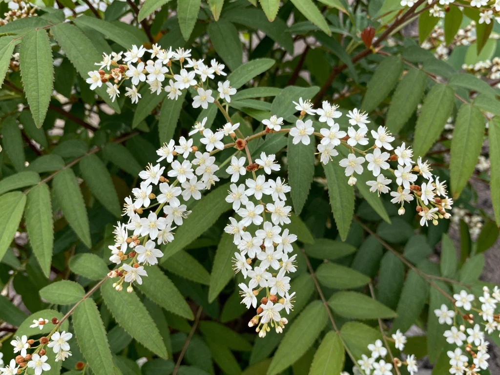ユキヤナギ