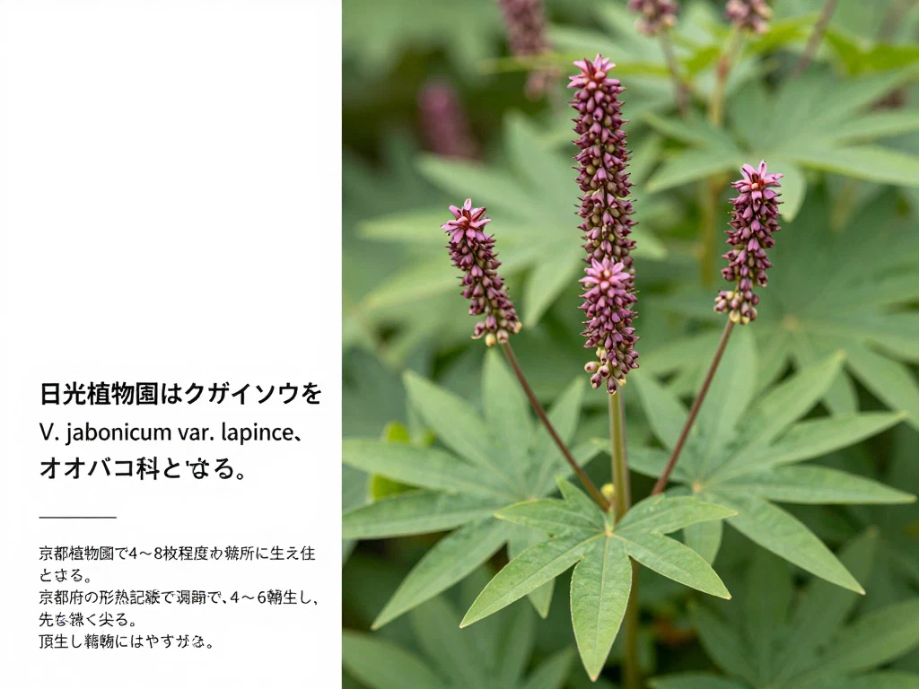 クガイソウ